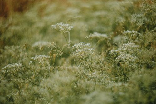 Free Delicate white wildflowers in a lush meadow create a dreamy, serene landscape. Stock Photo