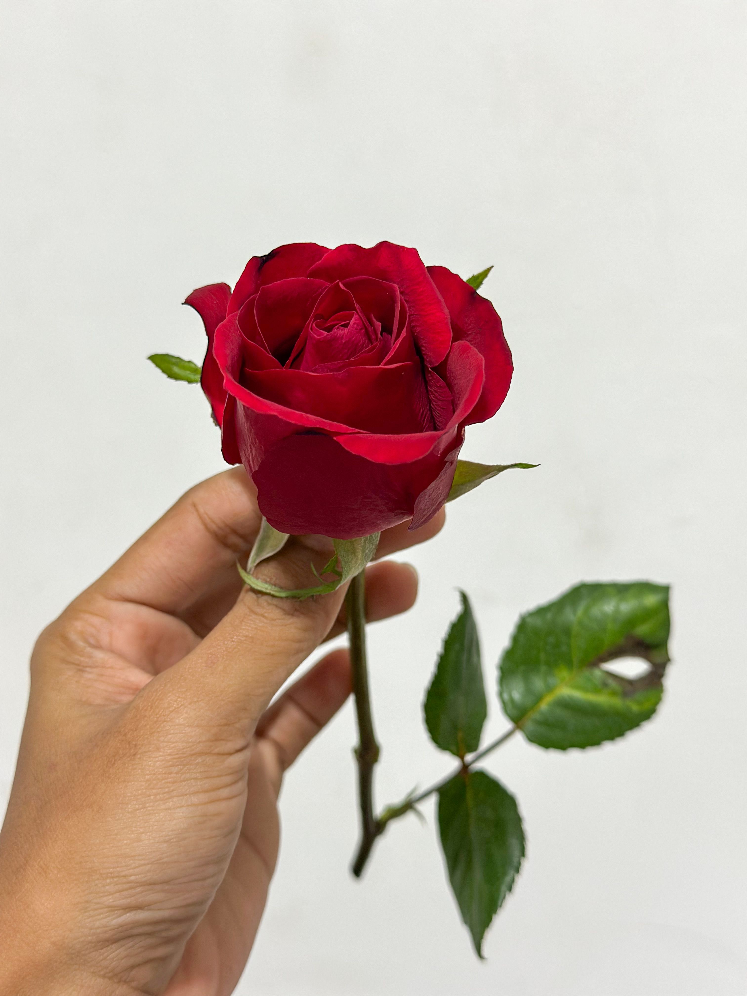 Close-up of Red Rose Held Against White Background · Free Stock Photo