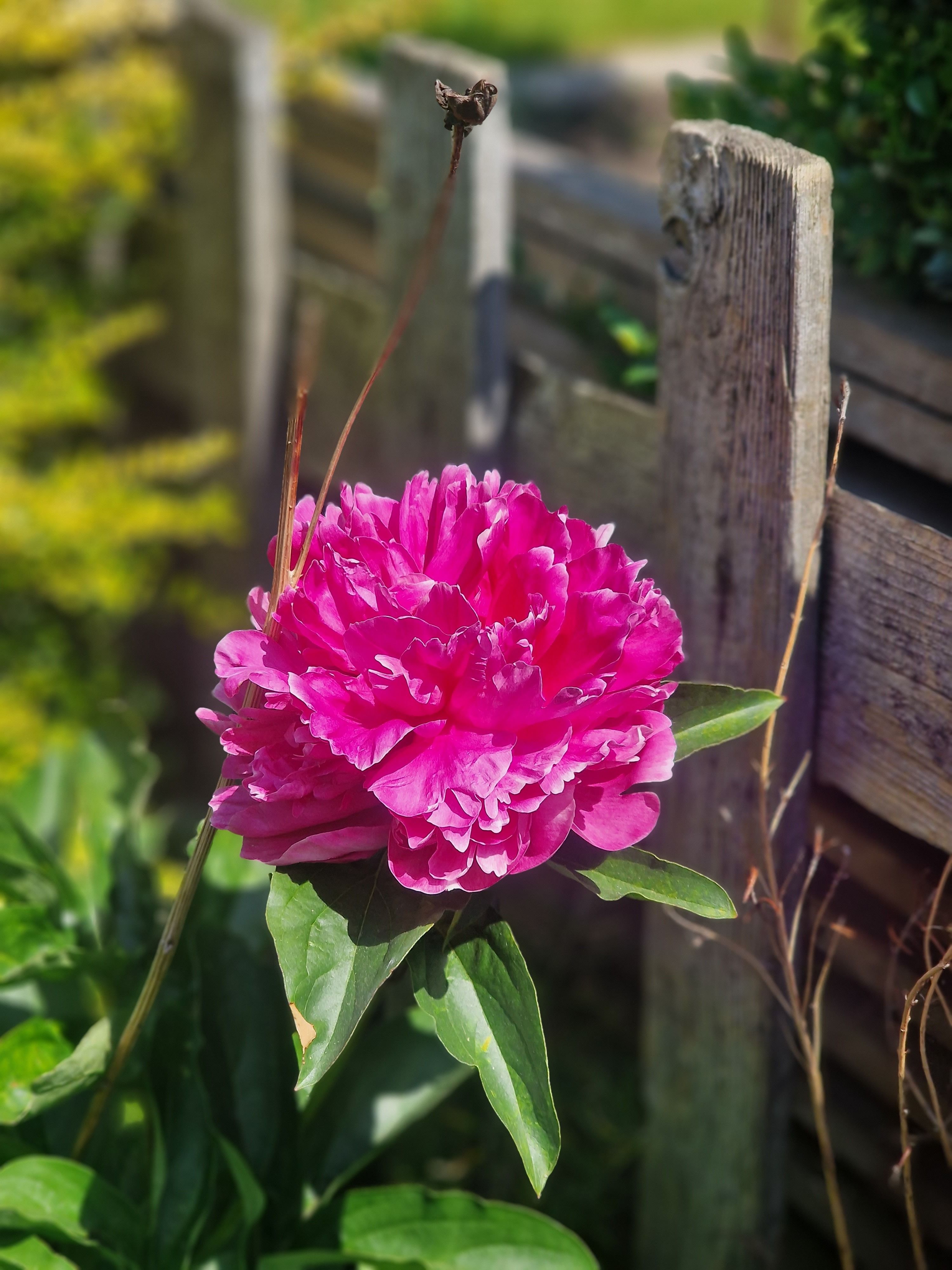 Vibrant Pink Peony Bloom in a Garden Setting · Free Stock Photo
