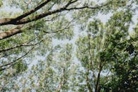Lush Green Tree Canopy in Sunlit Forest
