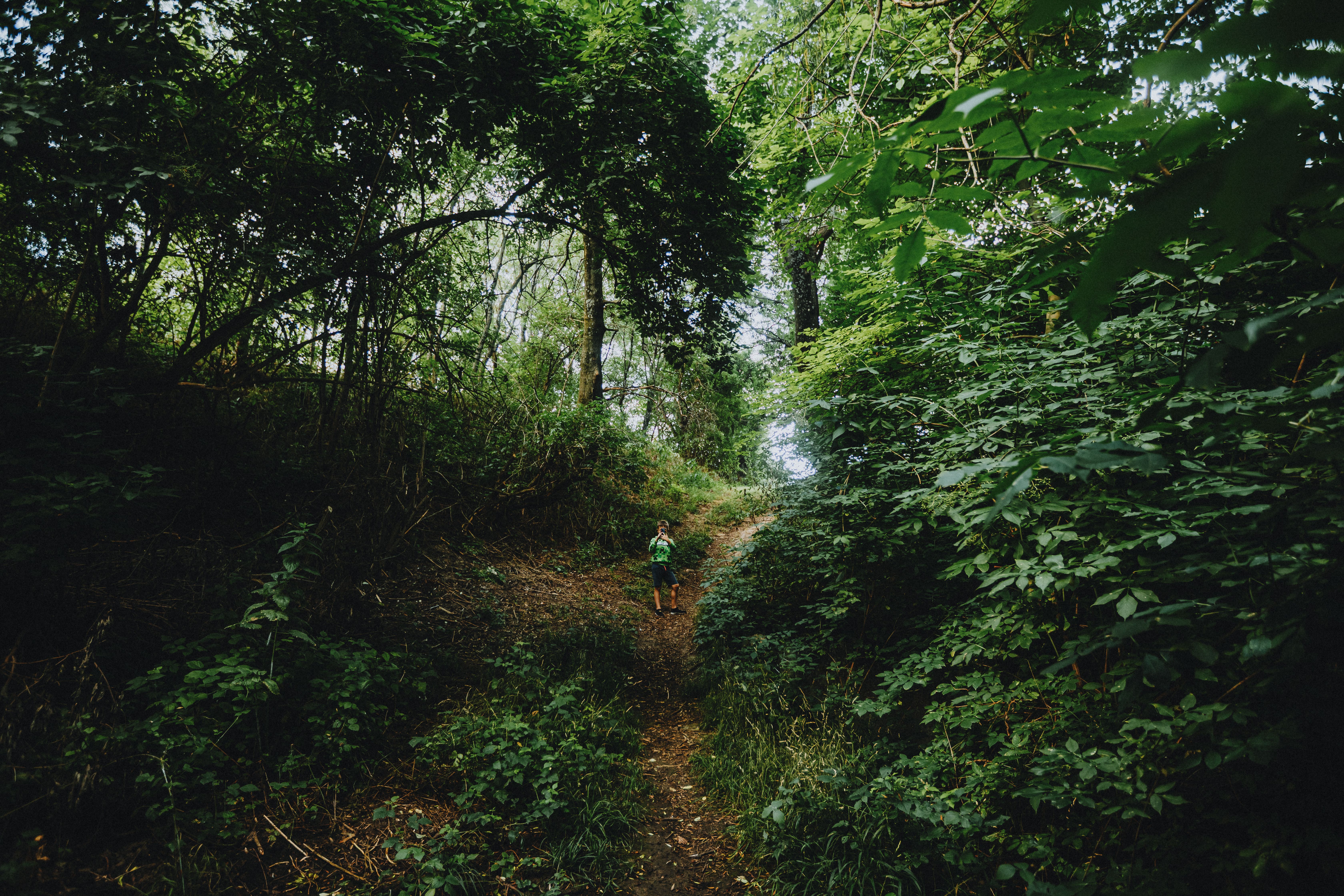 hiker trail forest undergrowth