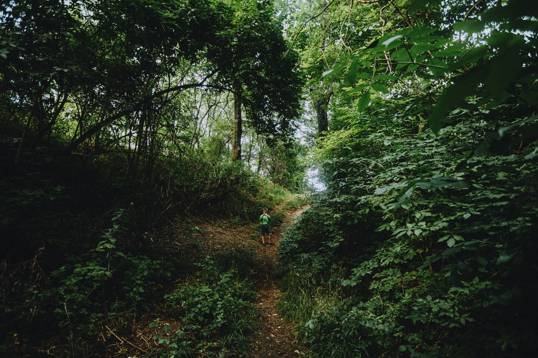 hiker trail forest undergrowth