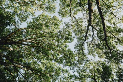 Free Looking up at a vibrant green tree canopy against the clear sky, symbolizing nature's beauty. Stock Photo