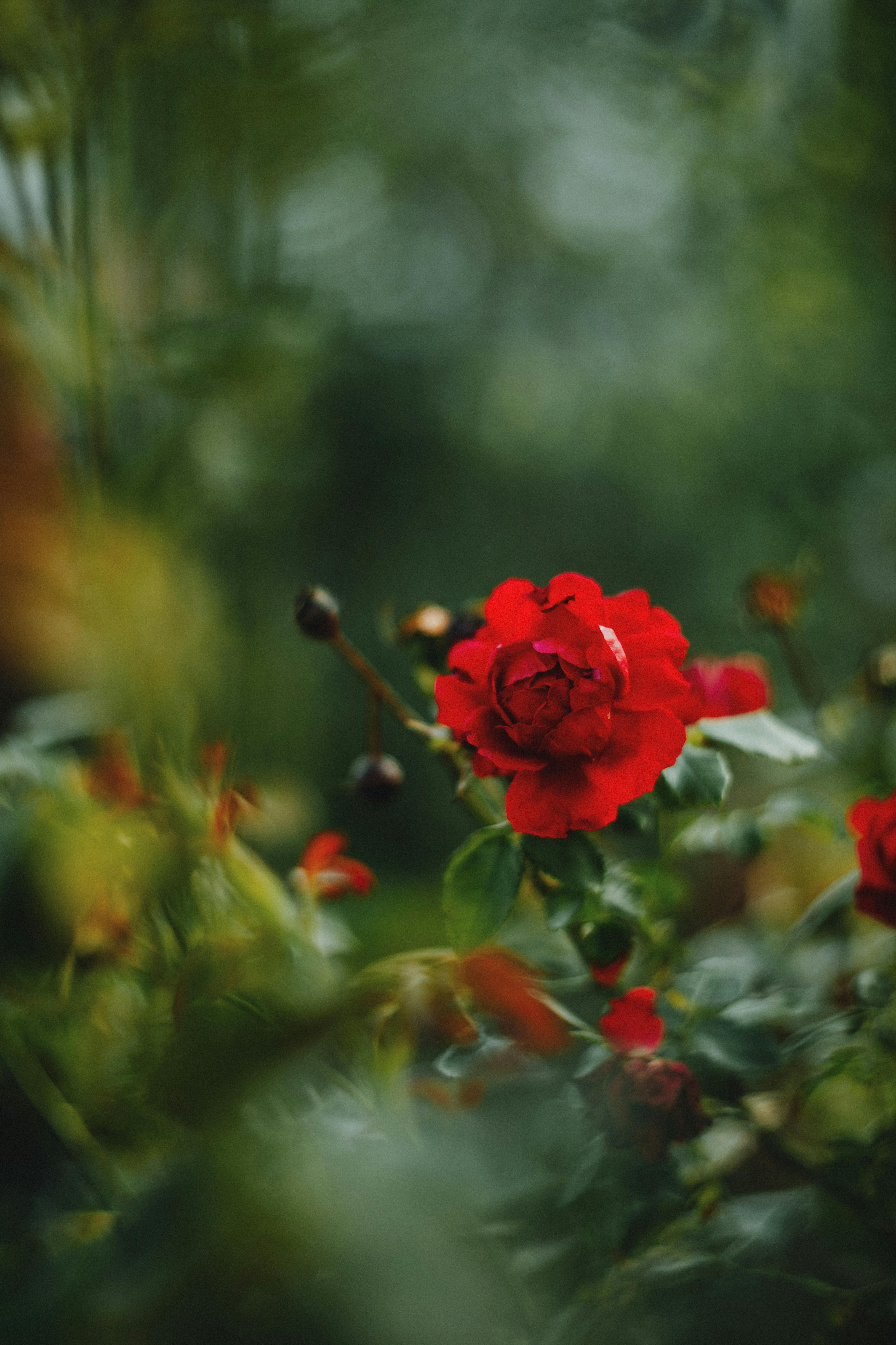 Close-up of a red rose amidst lush greenery, capturing nature's vivid beauty.