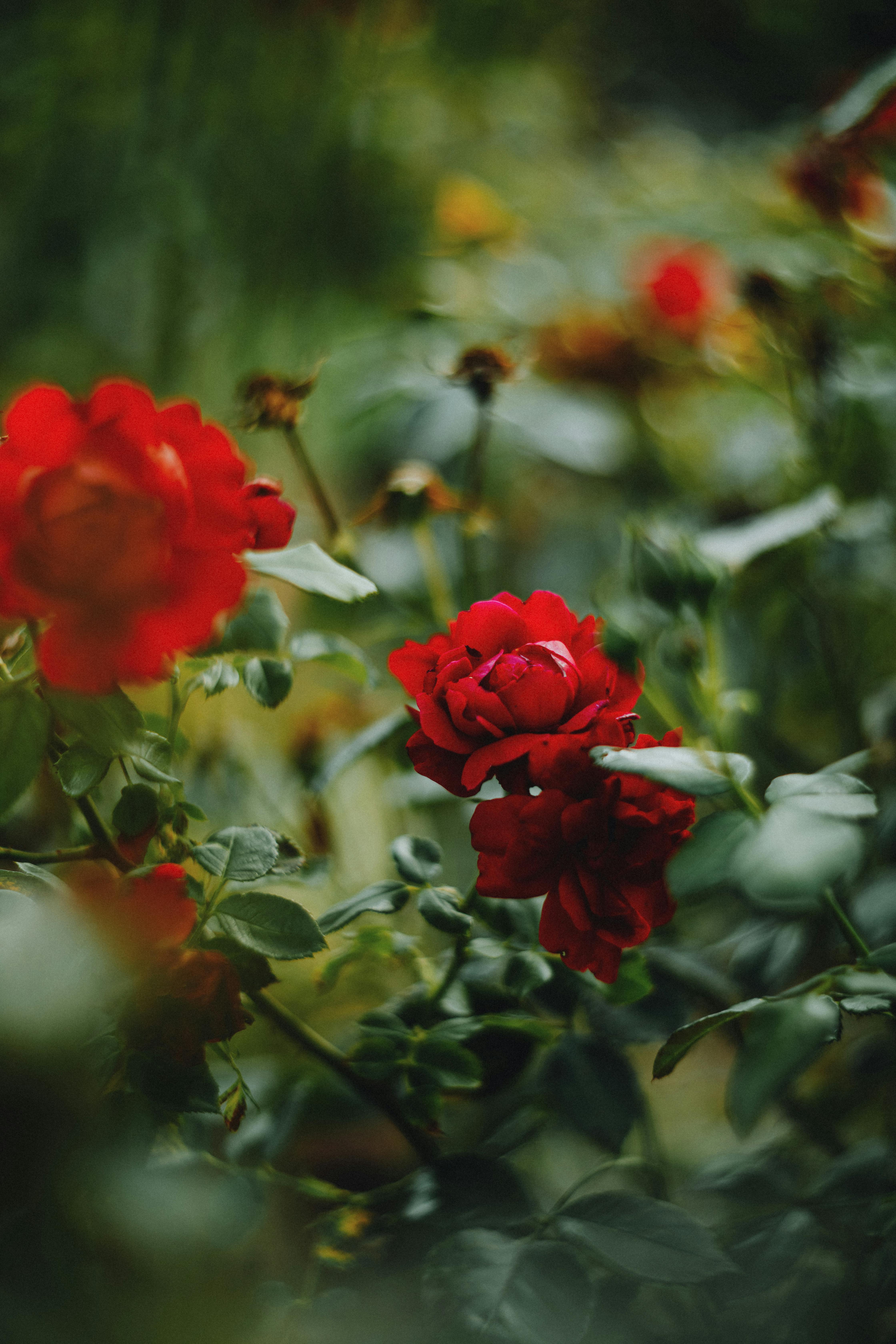 Close-up of vibrant red roses blooming in a lush garden, creating a rich and vibrant natural scene.