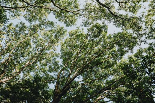 Looking up at a lush green tree canopy against a clear sky, evoking tranquility.