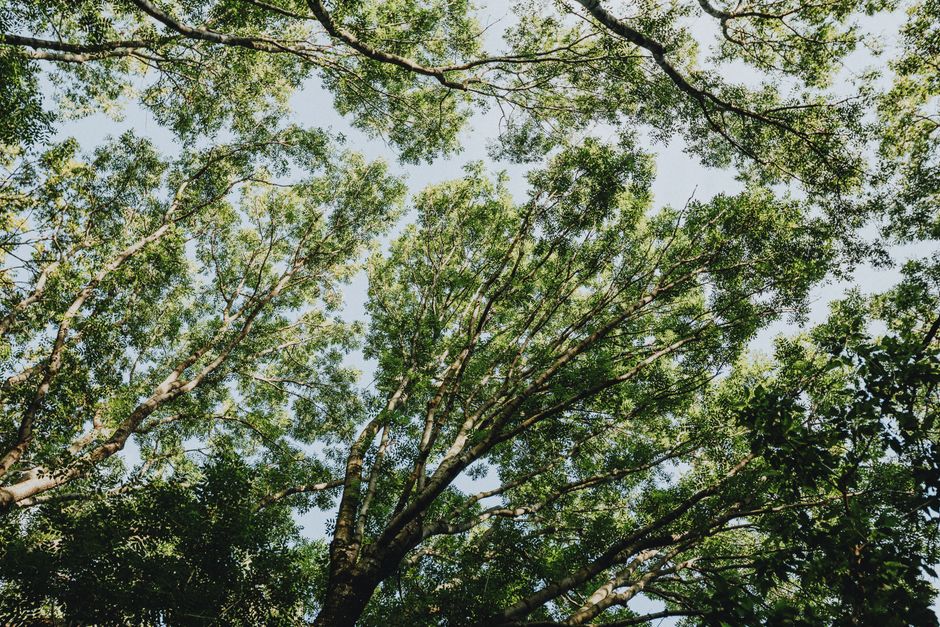 Looking up at a lush green tree canopy against a clear sky, evoking tranquility.
