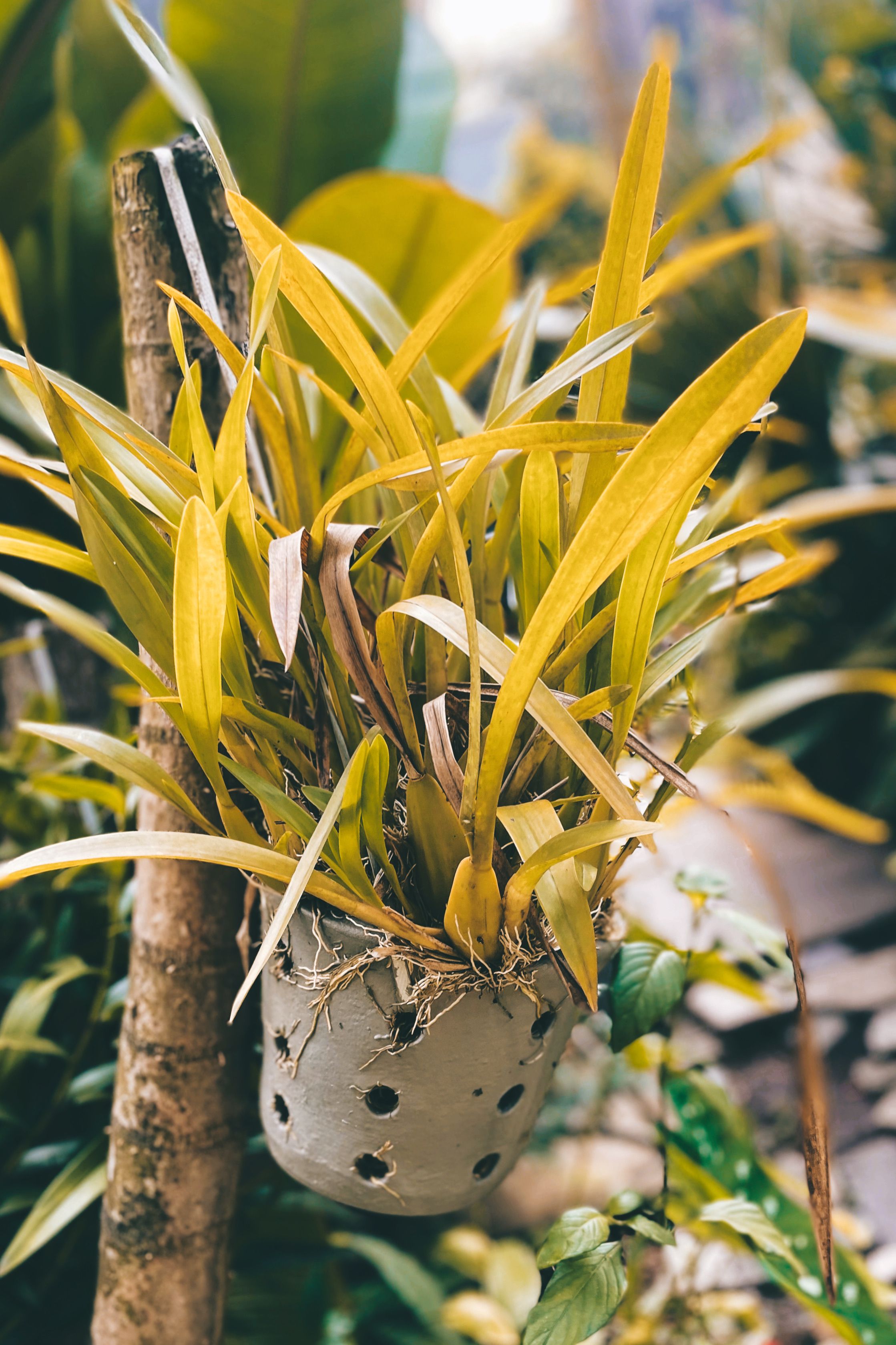 Orquídeas amarelas em vaso rústico pendurado ao ar livre entre a vegetação