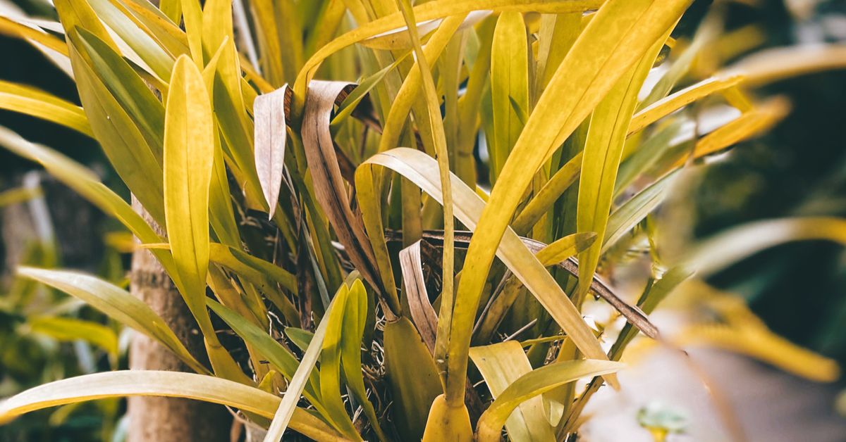 Orquídeas na área externa Orquídeas amarelas em vaso rústico pendurado ao ar livre entre a vegetação
