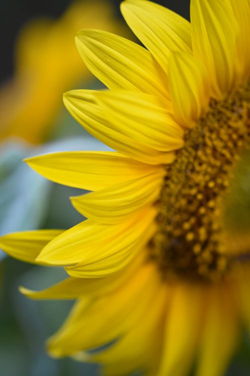 Free Stunning close-up of sunflower petals showcasing bright yellow hues and detailed textures in a natural setting. Stock Photo