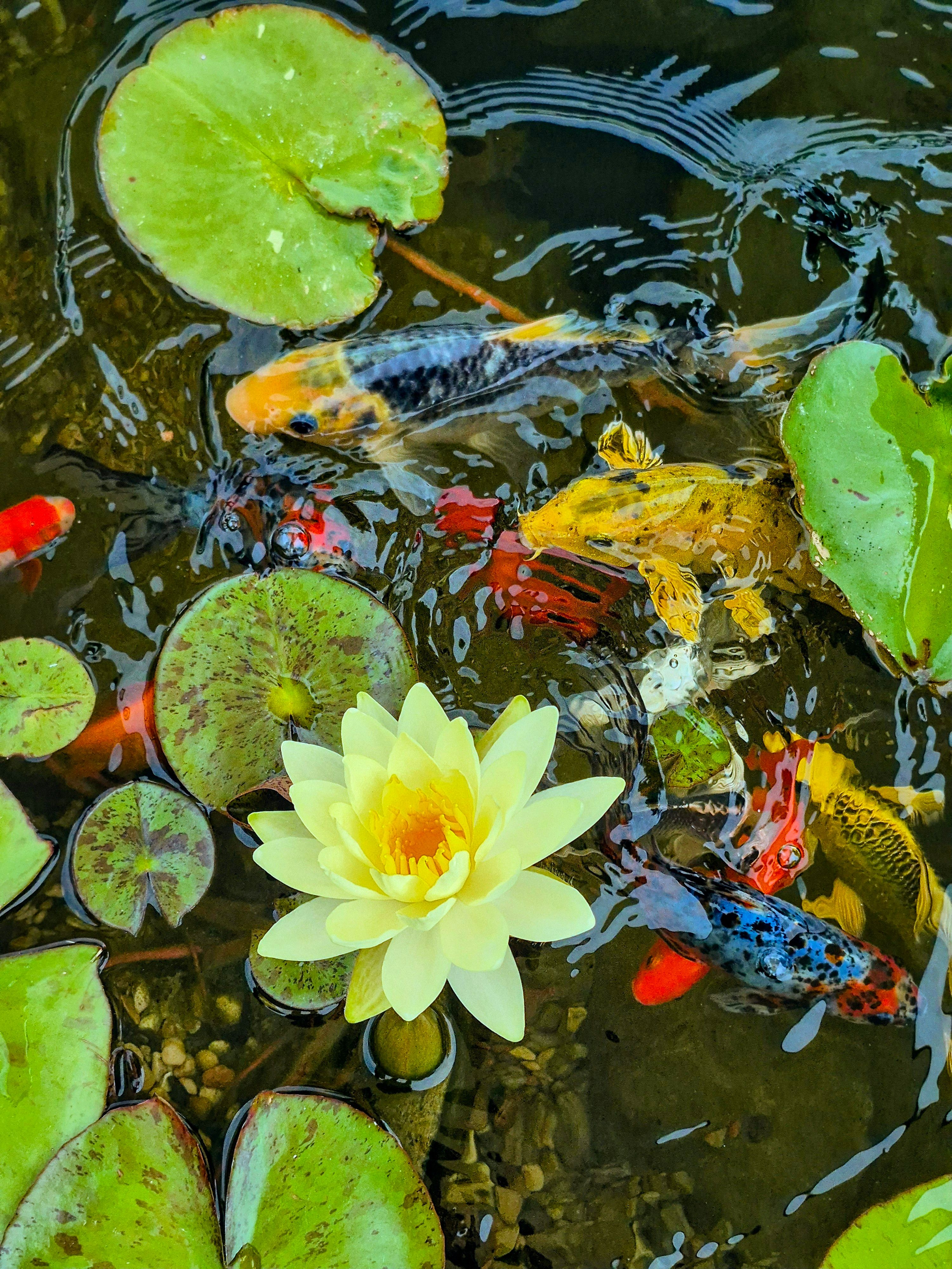 Jardin deau : le guide 