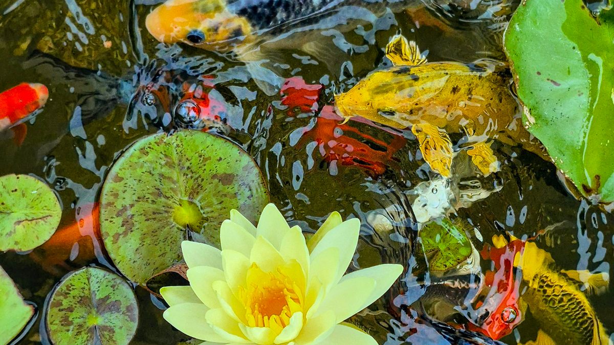 Jardin deau : le guide