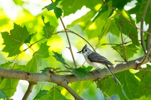 Free A tufted titmouse perched on a branch amidst vibrant green leaves in Pennsylvania. Stock Photo