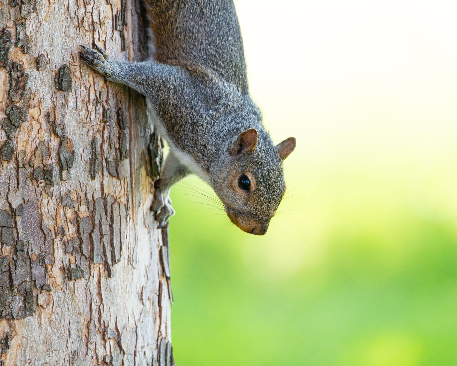 Close-up of an Eastern Grey Squirrel on a tree with a green background in Canonsburg, PA.
