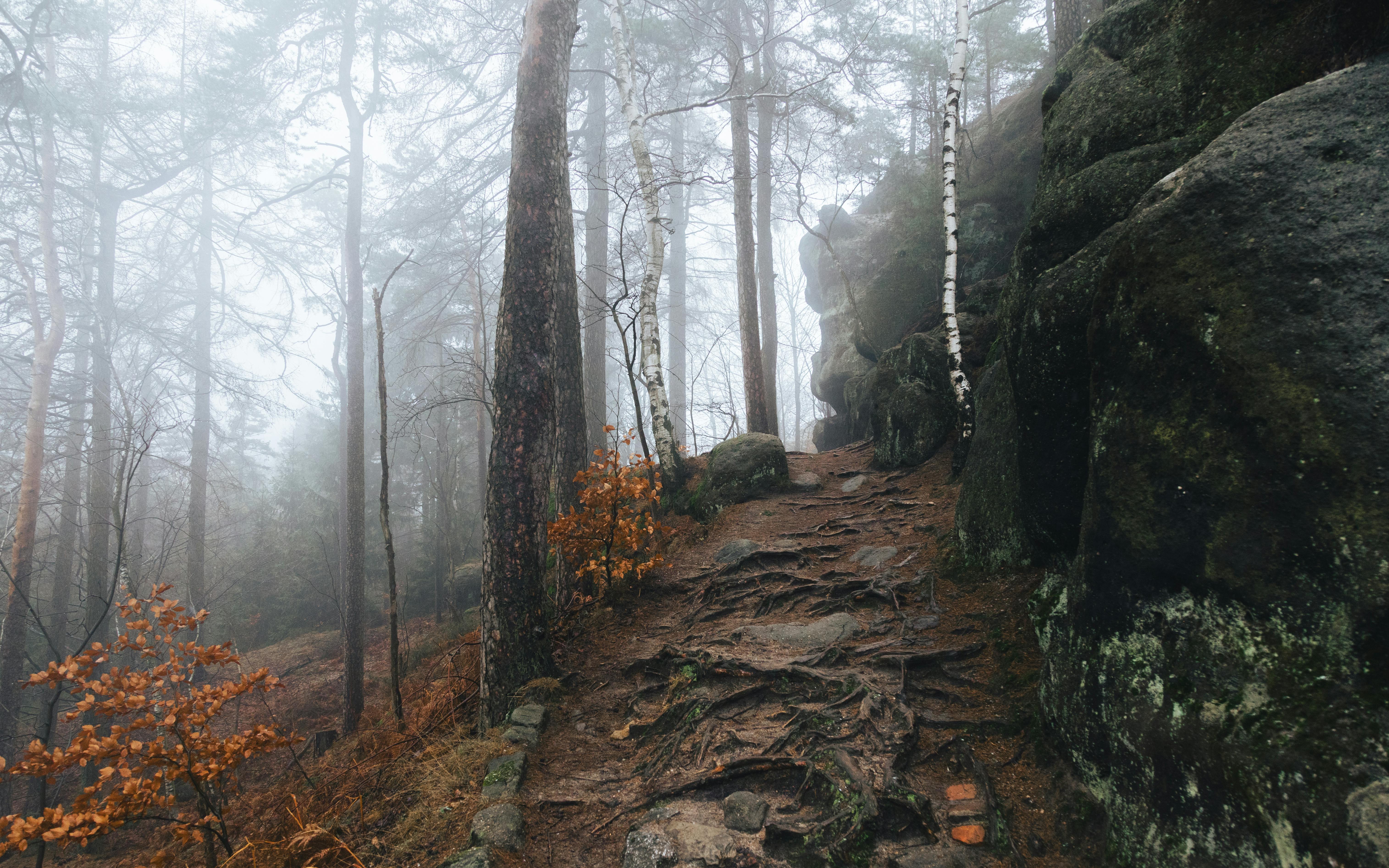 A foggy woodland trail with rocks and trees in Jonsdorf, Saxony, Germany.
