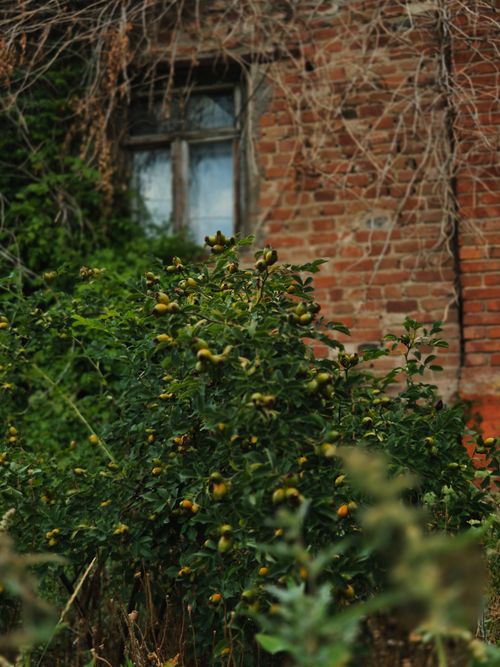 Free A rustic scene with a brick wall and lush garden bushes, perfect for countryside themes. Stock Photo