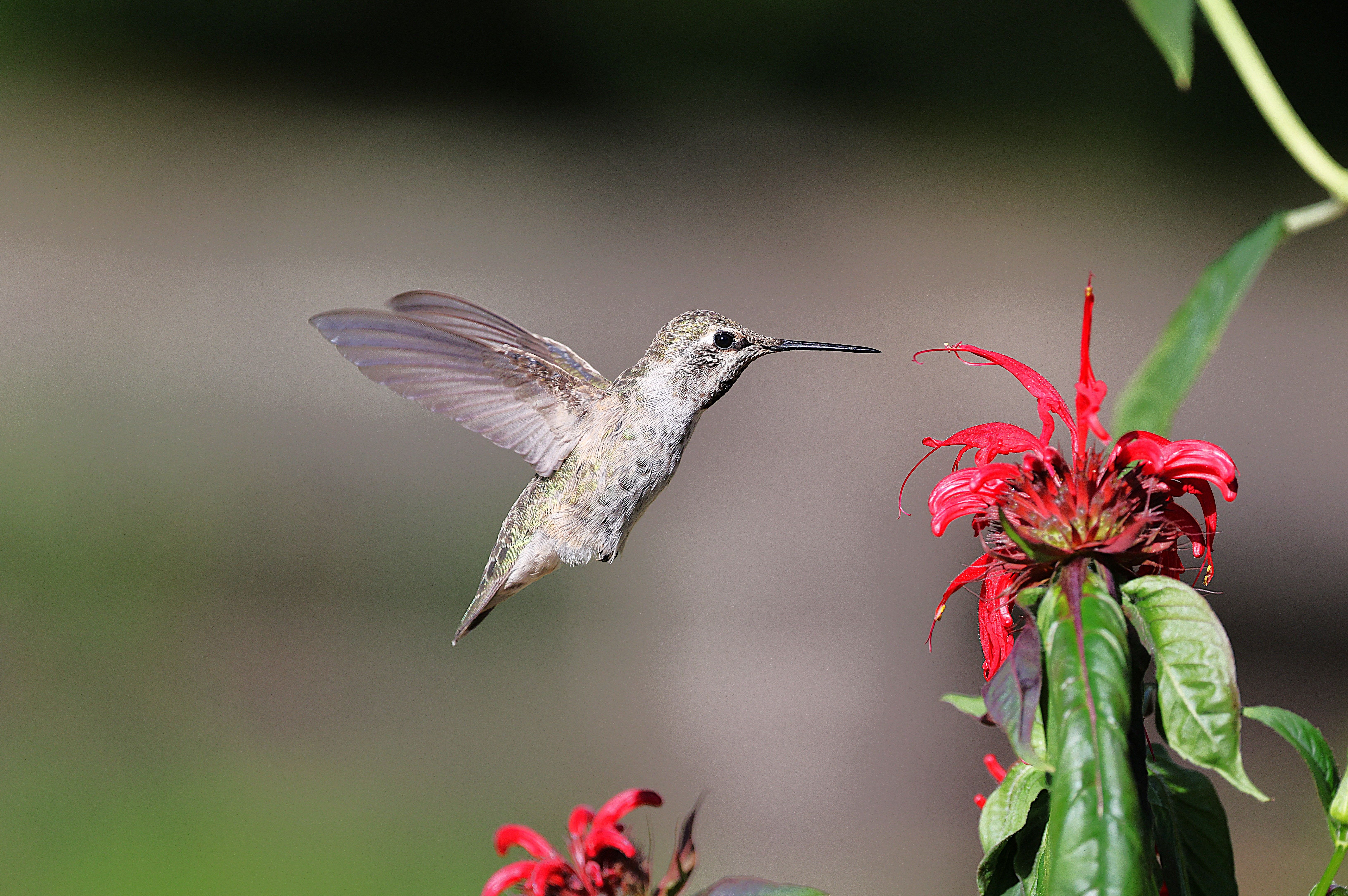 Anna's Hummingbird Hovering Near Red Flowers · Free Stock Photo