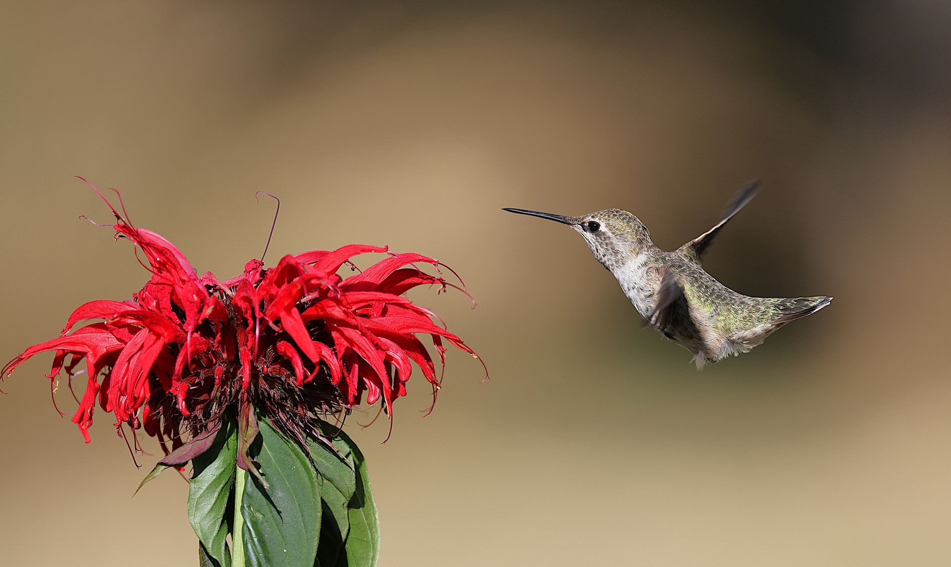 A hummingbird gracefully hovers near a vibrant red flower in a garden setting.