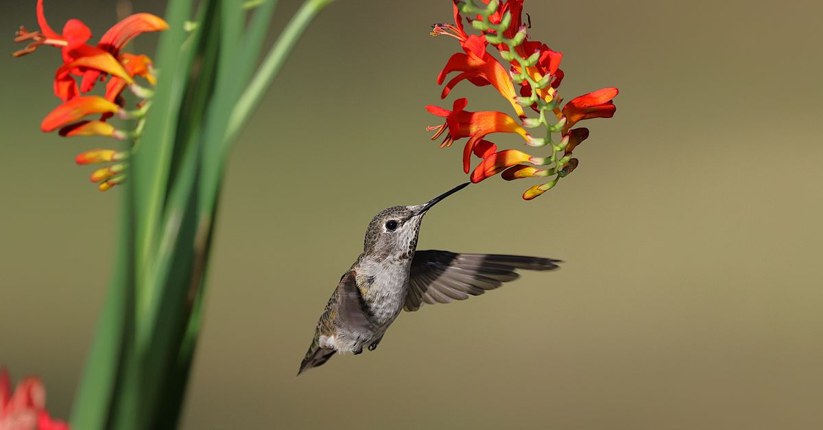A hummingbird hovers mid-flight with its long beak extended toward vibrant red and orange tubular flowers against a soft green background.