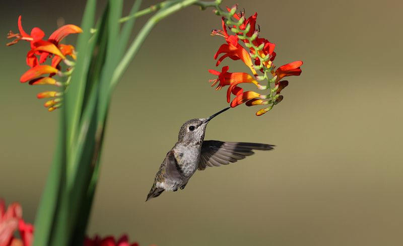 Hummingbird hovering near flower