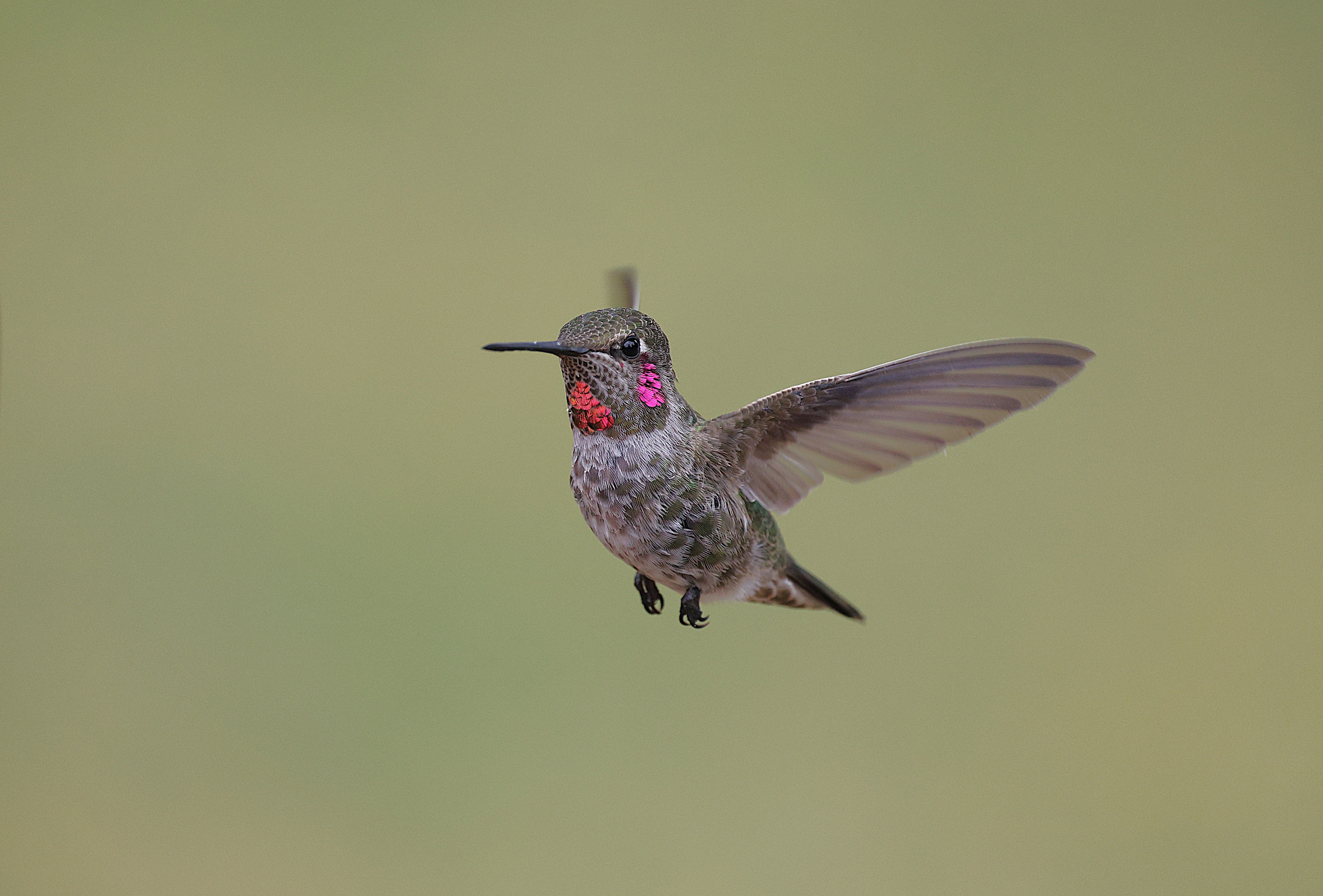 Close-up of Anna's Hummingbird in Flight · Free Stock Photo
