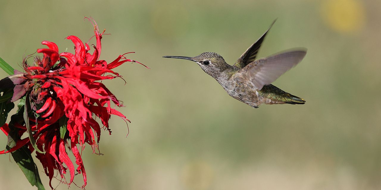 A detailed capture of an Anna's hummingbird in flight approaching vibrant red flowers in a garden setting.