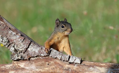 Free Cute Douglas squirrel perched on a log in natural summer setting, showcasing its curious nature. Stock Photo