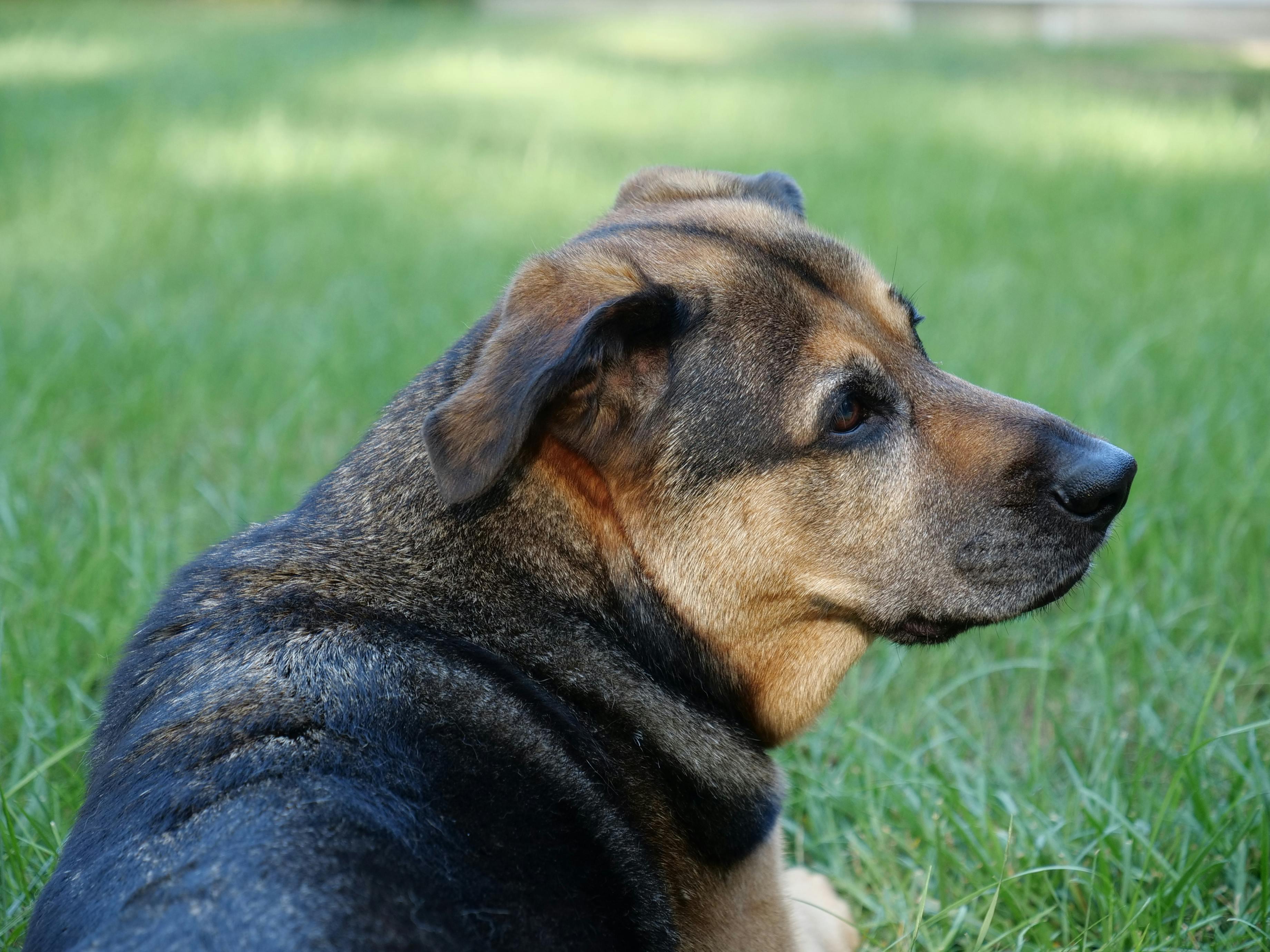 Relaxed German Shepherd Mix Dog Lying on Grass