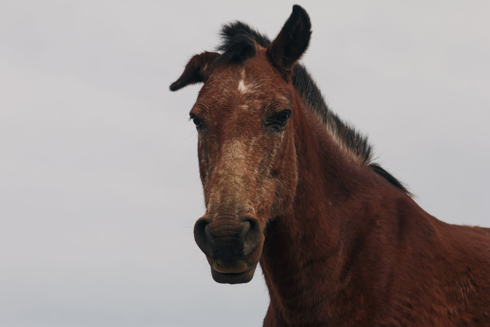 Portrait of a horse at a veterinary clinic