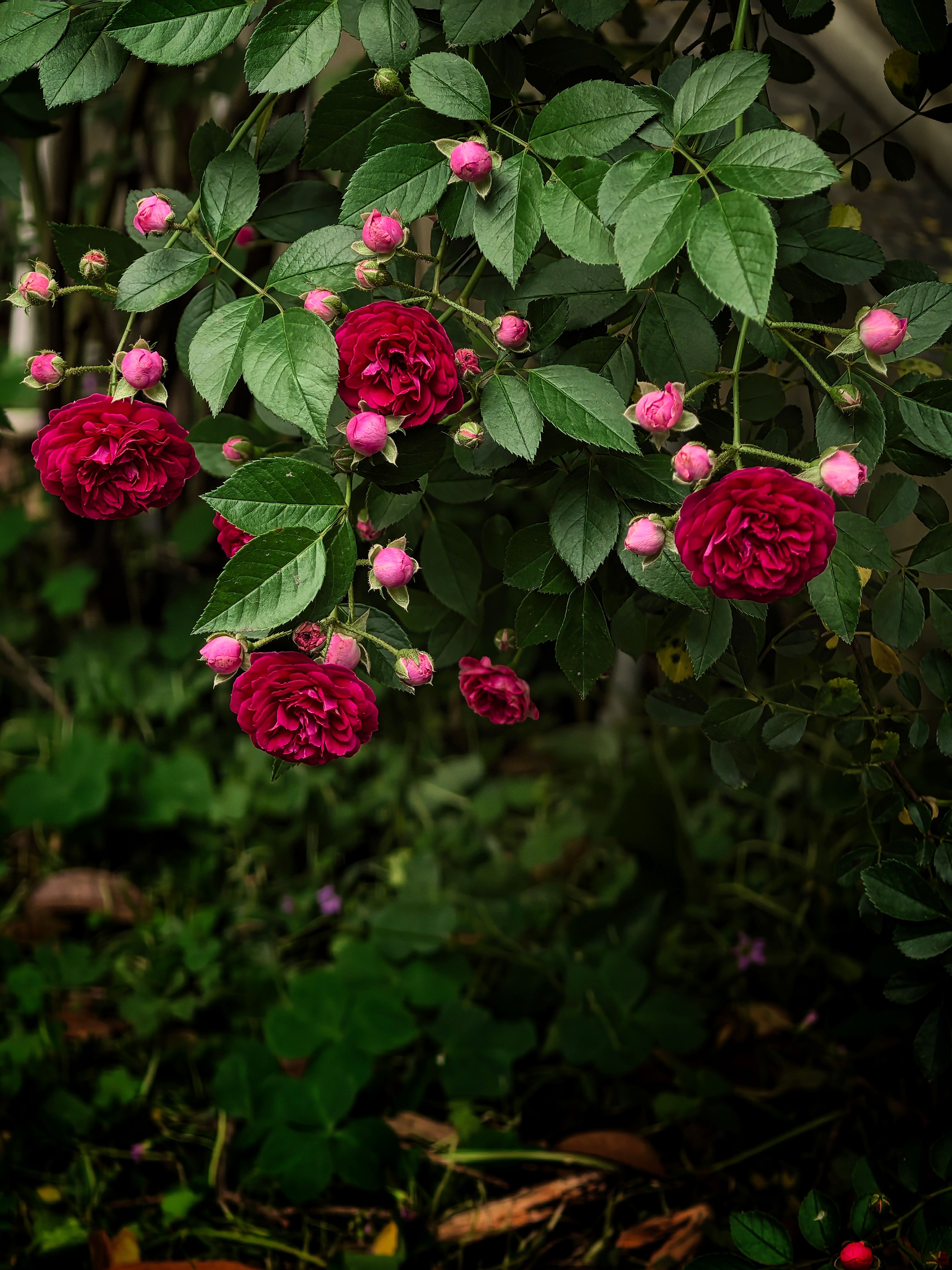 Techniques de taille pour favoriser la floraison des rosiers en été 