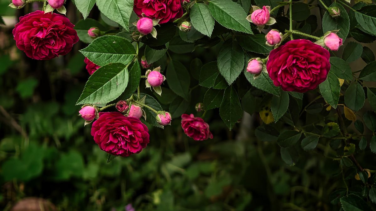 Techniques de taille pour favoriser la floraison des rosiers en été