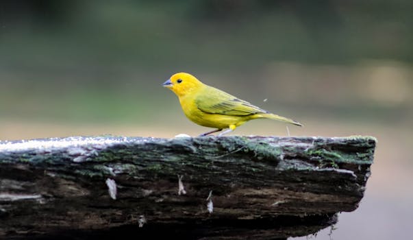A vibrant yellow finch perched on a rustic log in a natural setting, showcasing nature's beauty.
