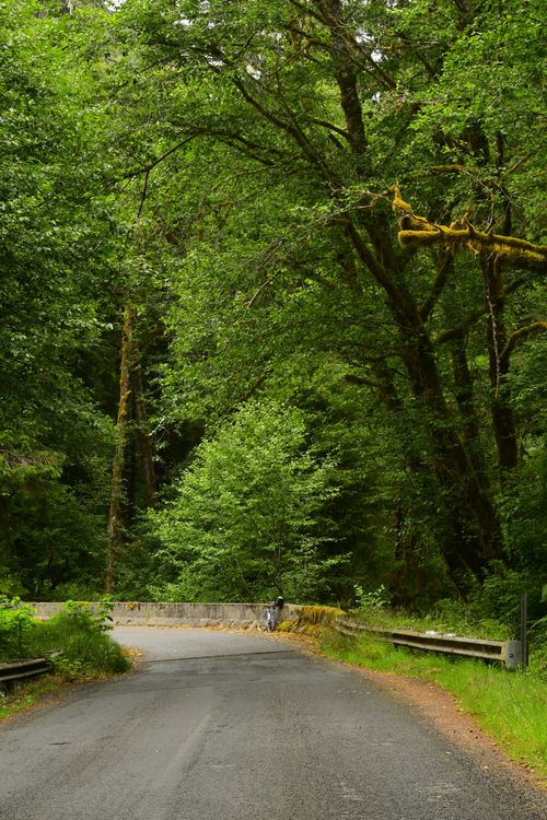 Free A tranquil bike ride through a lush forest road in Neskowin, Oregon. Stock Photo