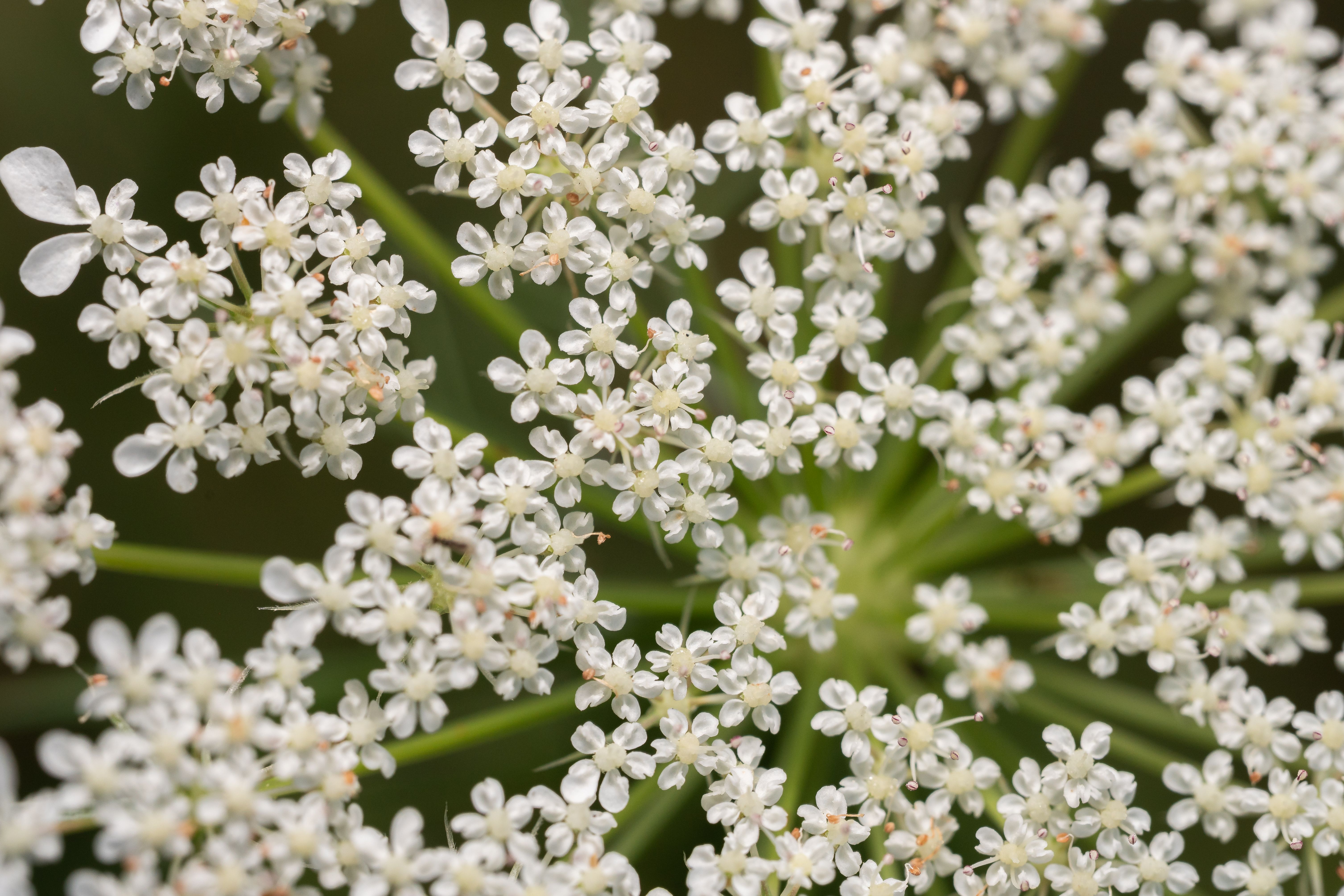 Reine Prés : Bienfaits Anti-inflammatoires