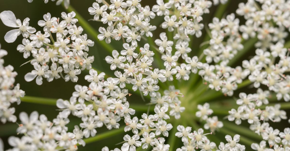 Reine Prés : Bienfaits Anti-inflammatoires
