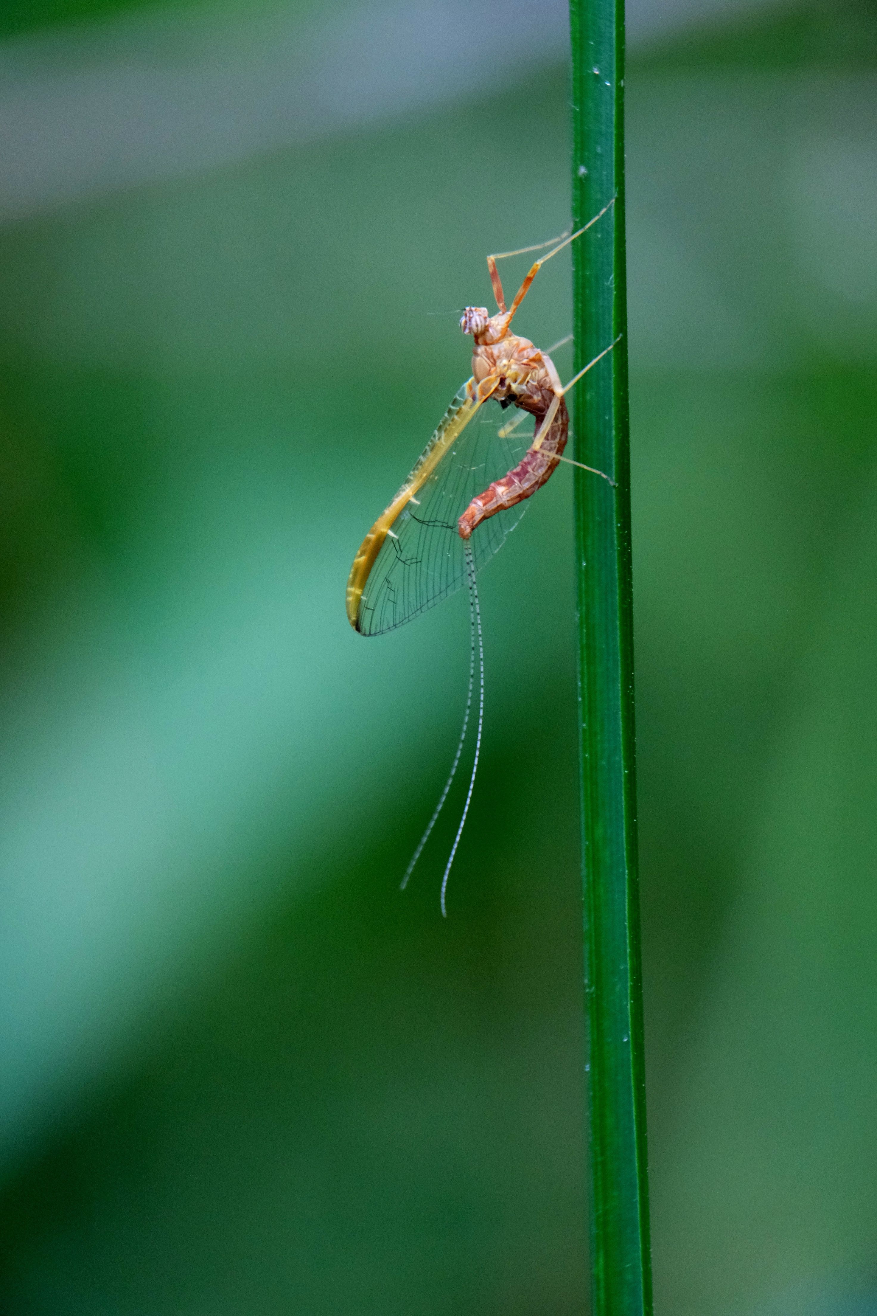 Close-up image of a mayfly perched on a green blade of grass, illustrating its delicate structure.