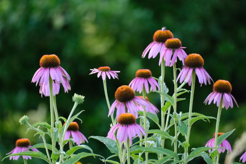 Native Flowers of Sweden: A Local Guide