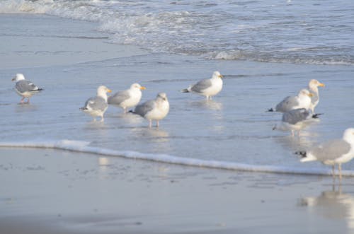 Gratis lagerfoto af atlantiske by, hav, måger