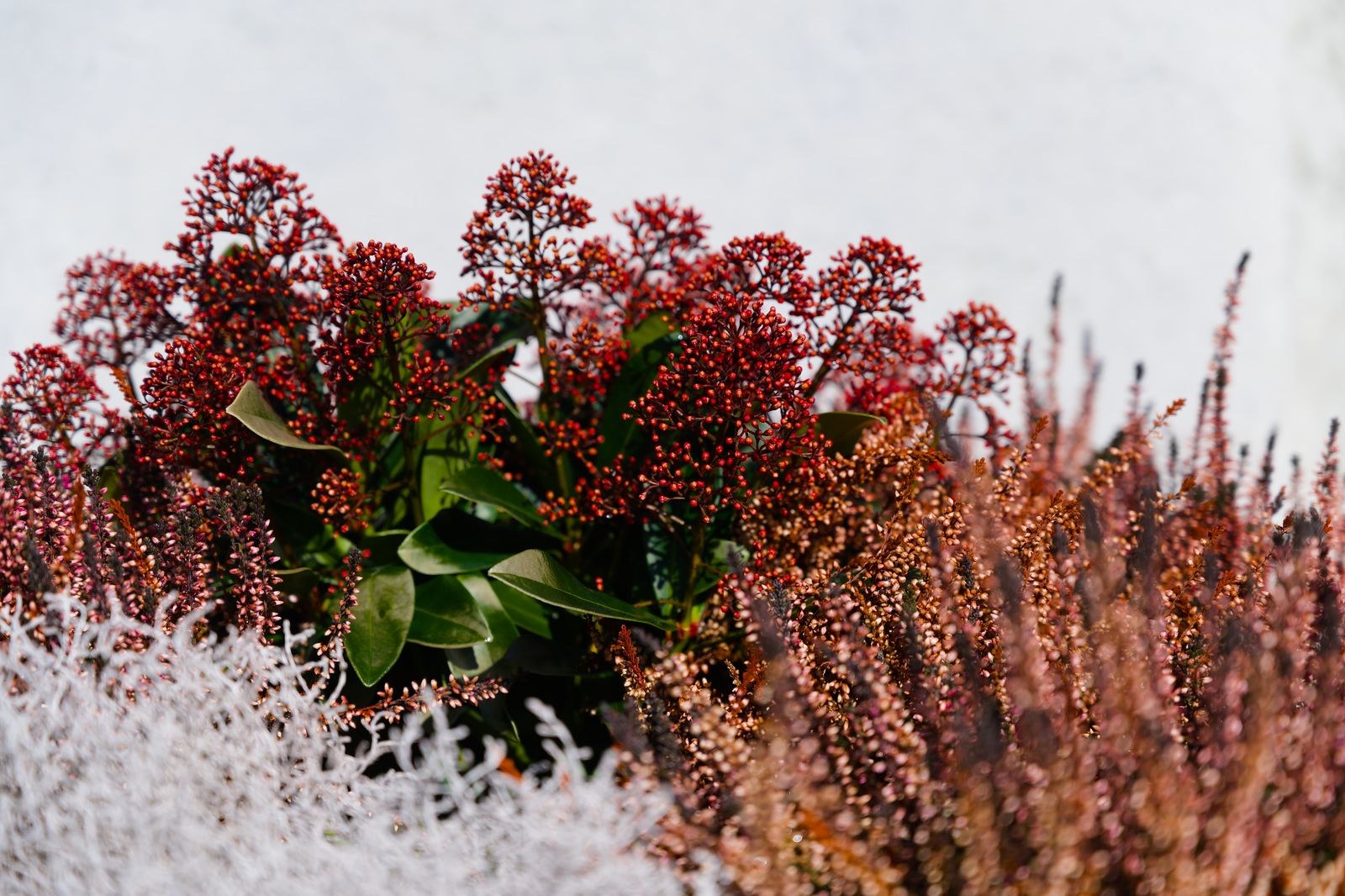 Skimmia met dichte trossen rode knoppen tussen heide