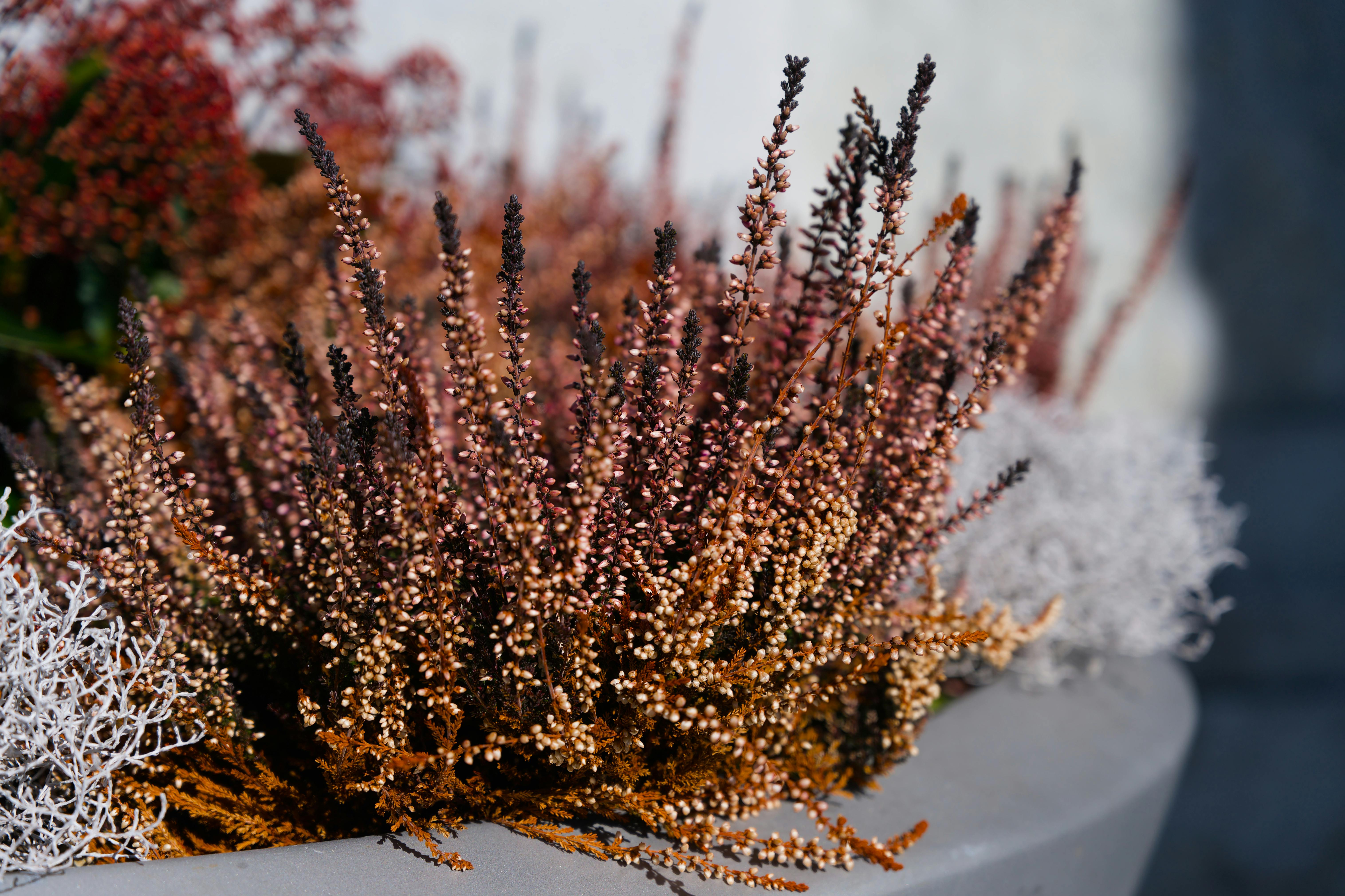 Urban Gardening for Serenity and Focus