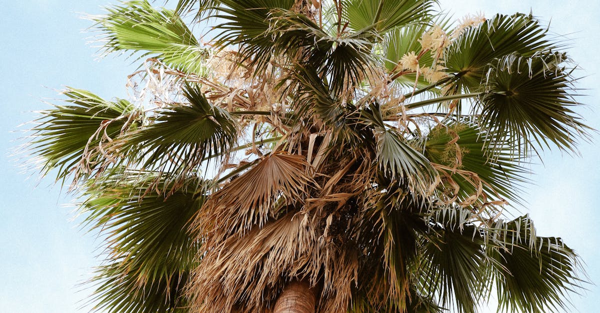 國際法院劃時代法律意見 各國必須行動避免全球暖化