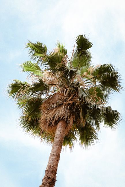 A vibrant palm tree set against a clear blue sky, symbolizing tropical nature.
