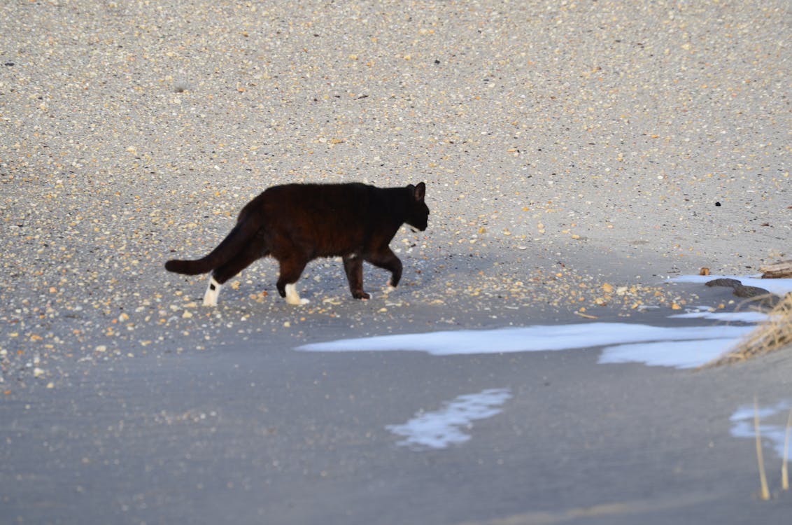 Free stock photo of animal, beach, black cat