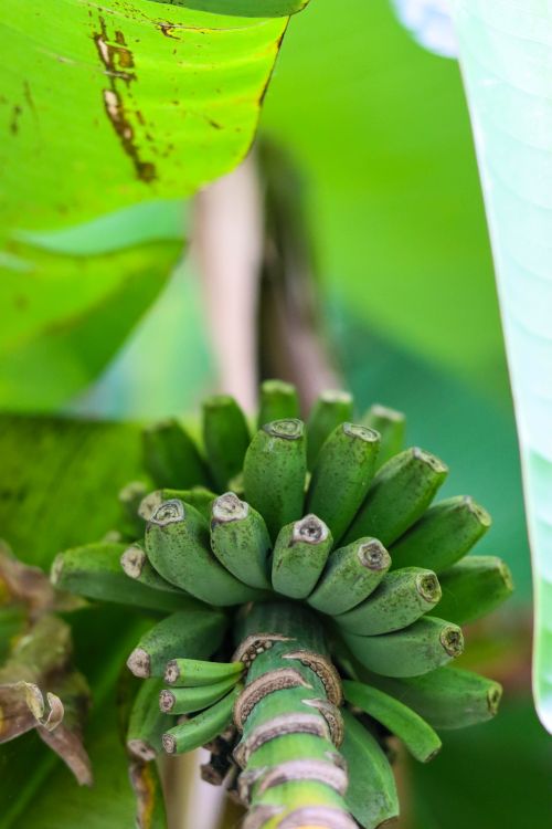 Free An up-close view of green bananas growing among lush leaves in a tropical environment. Stock Photo