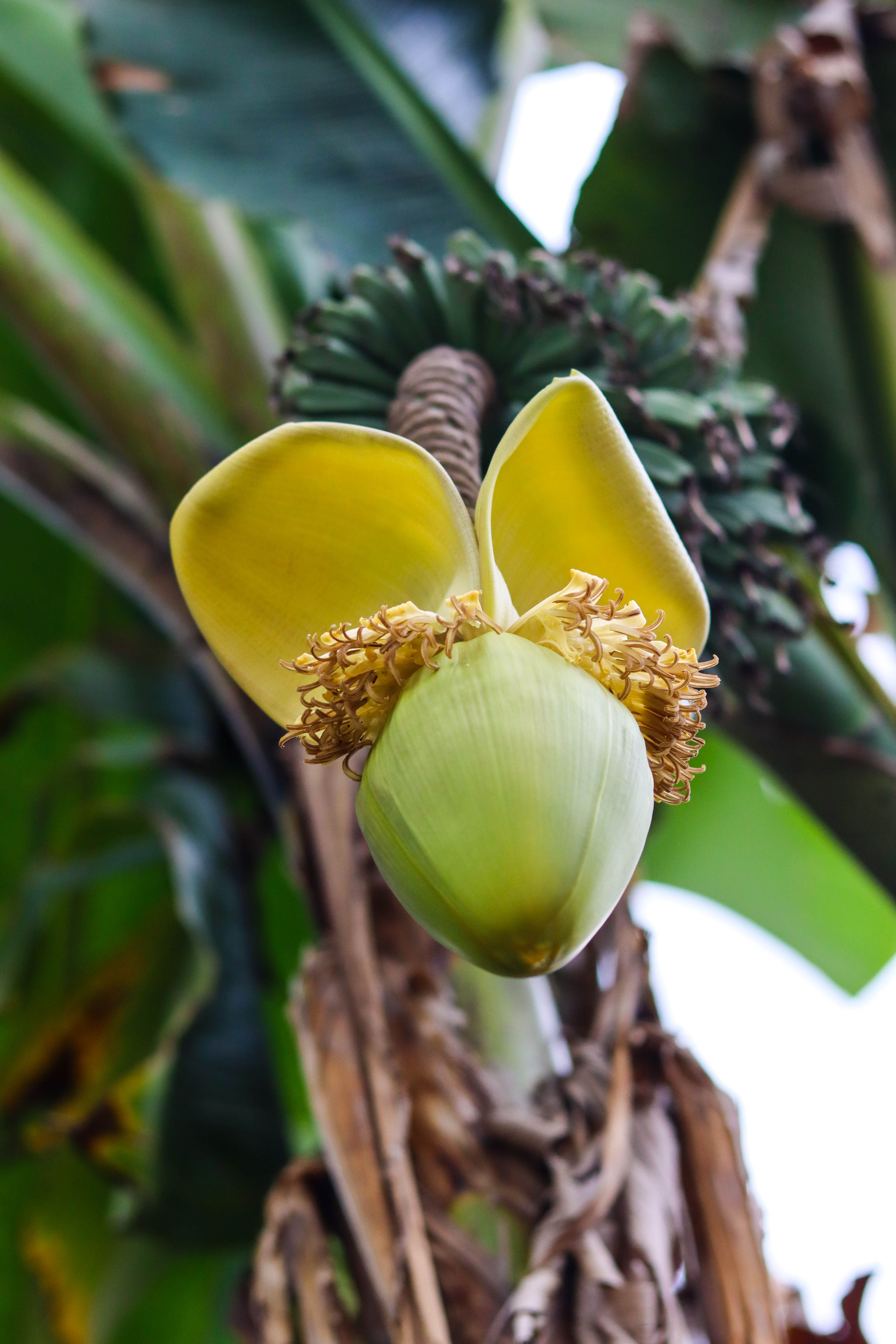 Fotomural Flor de plátano vibrante creciendo al aire libre en un árbol verde exuberante, capturando los detalles de la naturaleza.
