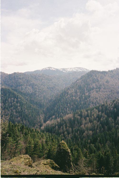 Free Beautiful view of a dense pine forest and mountain range under cloudy skies. Stock Photo