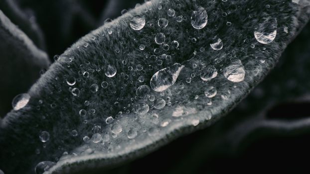 Macro shot showcasing water droplets on a fuzzy leaf, creating a detailed texture.. pexels, macro, shot
