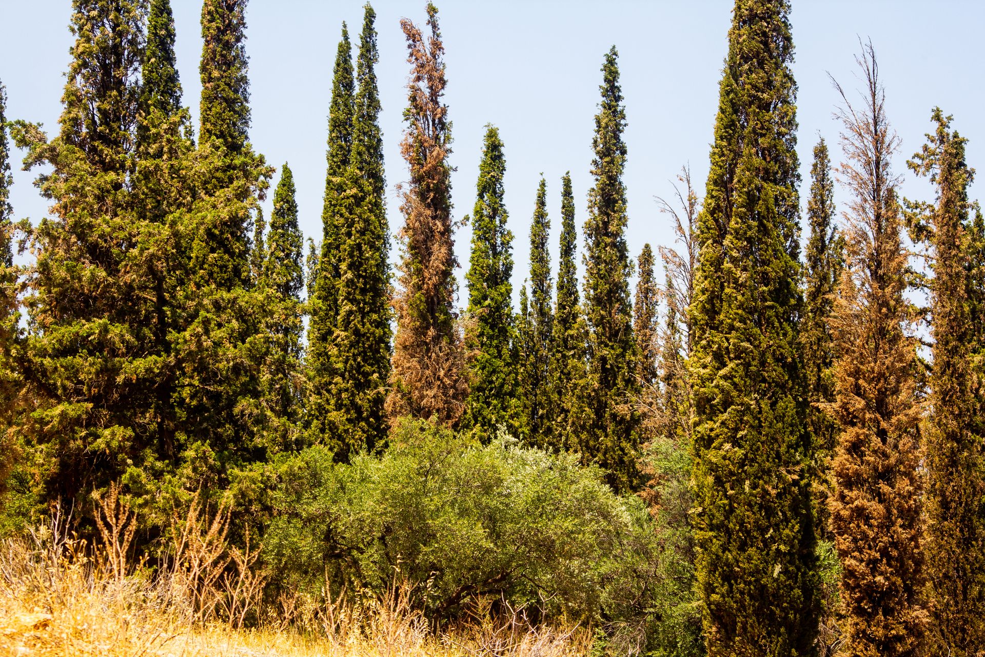 A serene view of tall cypress trees in a sunlit Mediterranean forest during summer.