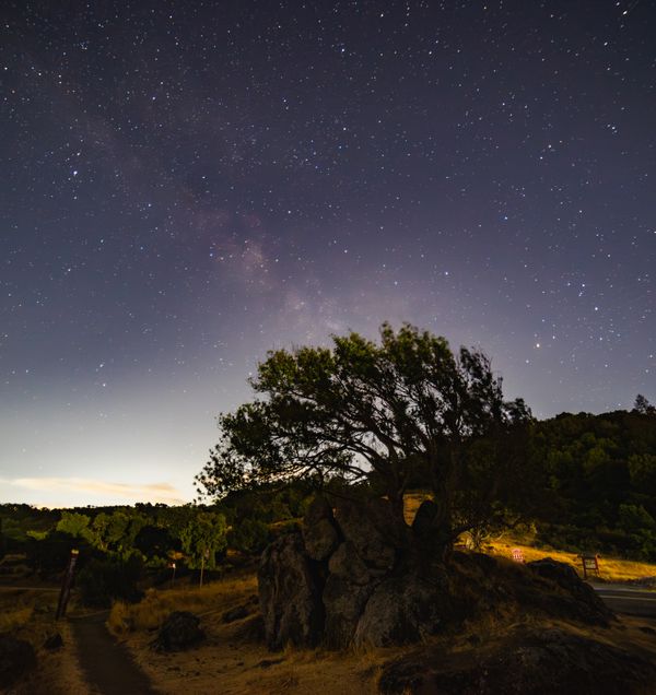 Starry Night Sky with Lone Tree and Milky Way · Free Stock Photo