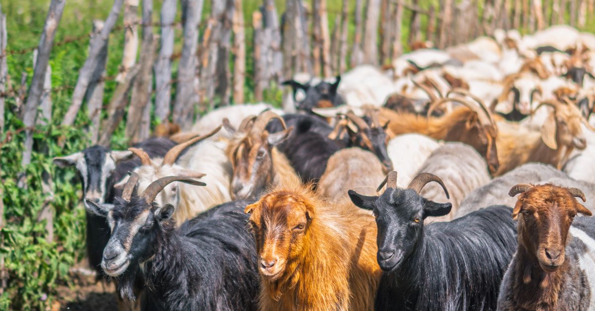 Goats In Rural Herd of Goats in a Picturesque Rural Pasture · Free Stock Photo